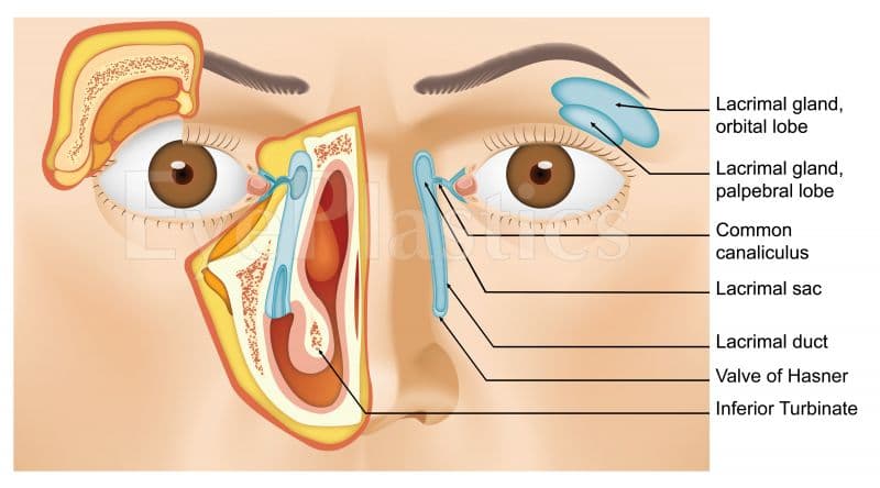 Lacrimal sac anatomy and nasolacrimal duct