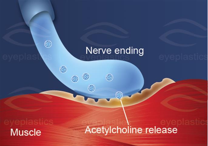 SNARE protein complex — toxin target